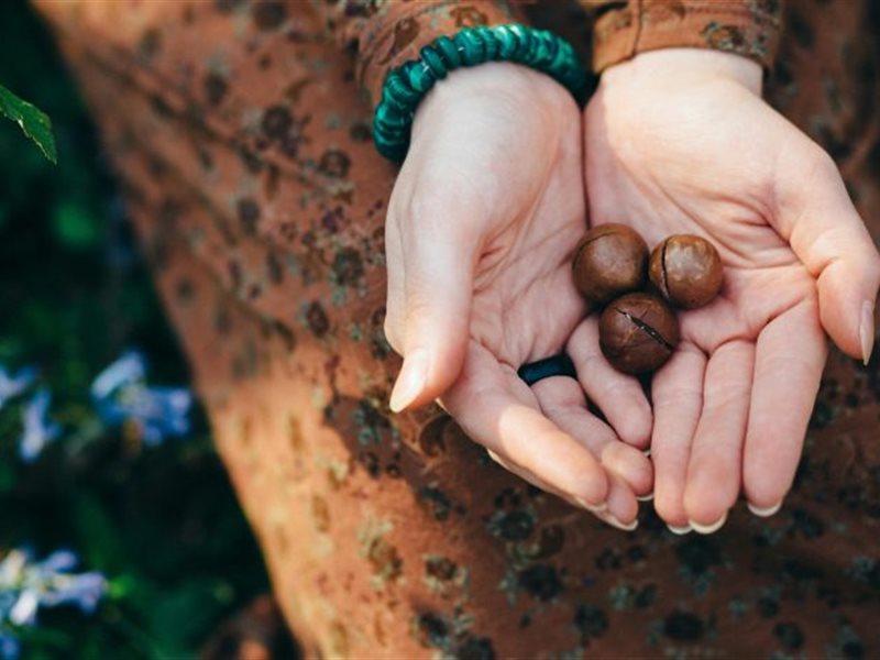 6 فوائد ذهبية للمكاديميا تعرفي عليها