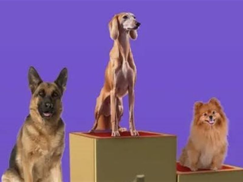 تركي آل شيخ يكشف عن موعد 