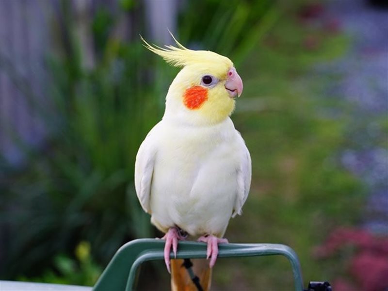 استكشاف عالم الحيوانات الأليفة غير التقليدية المناسبة للمنزل