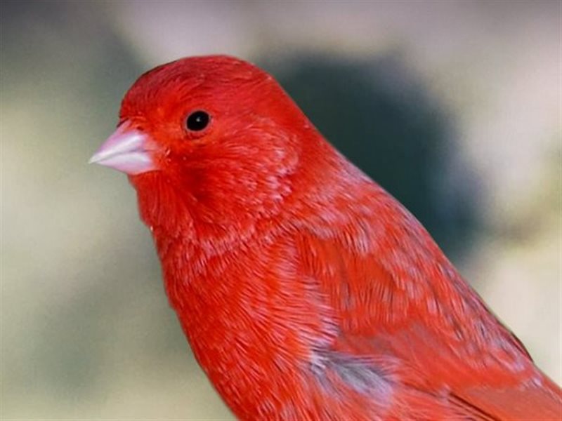 أفضل الطيور للتربية في المنزل و نصائح العناية بها