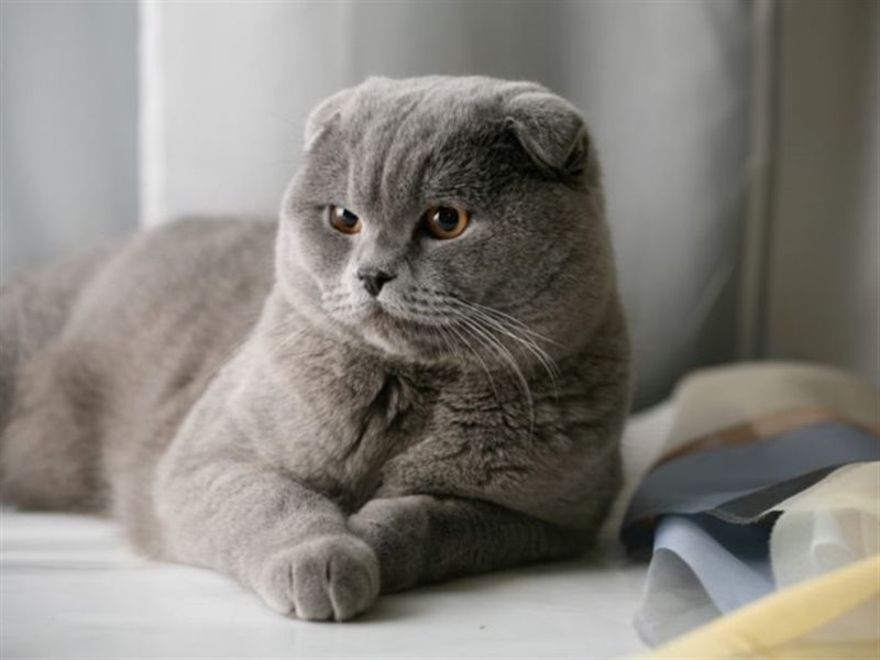 أنواع القطط المنزلية والفرق بينها ونصائح لتربيتها