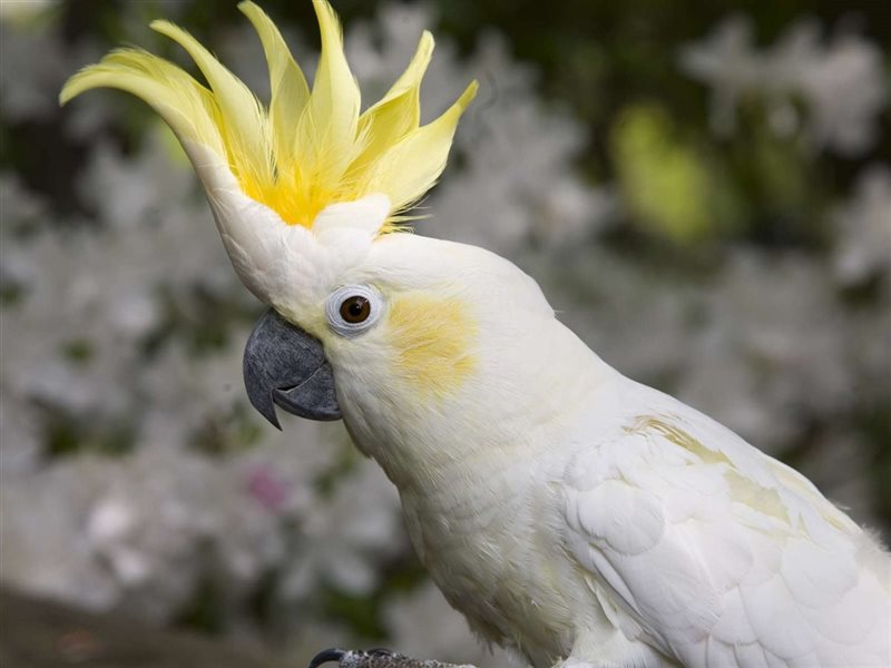 أنواع الببغاوات دليل شامل لأشهر السلالات وتنوعها الطبيعي