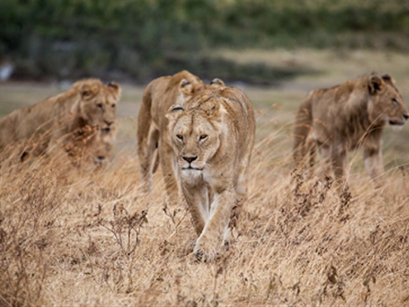 افضل خمسة أماكن في العالم لمشاهدة الأسود في البرية