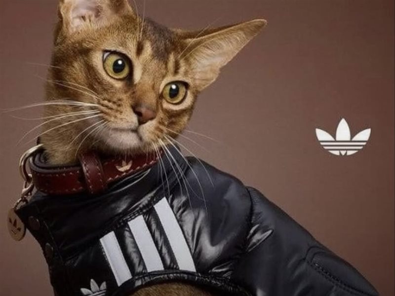 	adidas تدخل عالم أزياء الحيوانات الأليفة بمجموعتها لخريف 2025