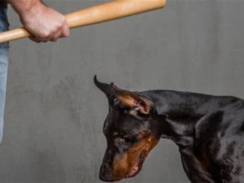 دراسة: الأشخاص الذين لا يحبون الحيوانات أكثر عرضة للإصابة بسمات شخصية مظلمة