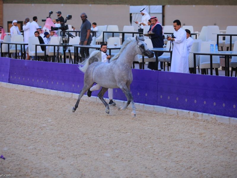  الرياض على موعد مع أبهى عروض الجمال والقوة في بطولة خيل الجزيرة 2026