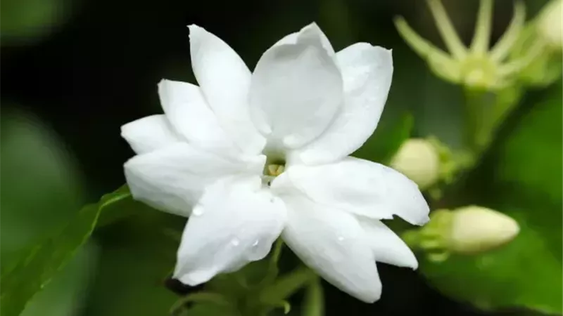 الياسمين